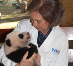 SuMajestad la Reina durante su visita a la cría de oso panda en el Zoo de Madrid